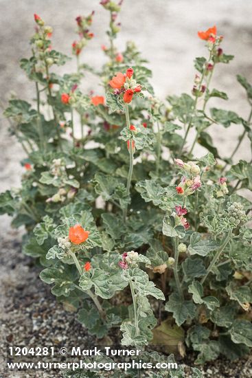 Currant-leaved Globemallow