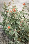 Currant-leaved Globemallow