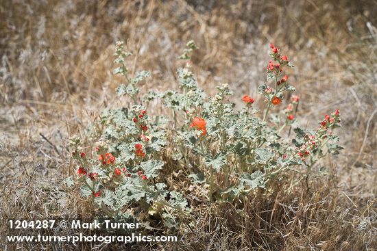Currant-leaved Globemallow