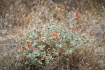Currant-leaved Globemallow