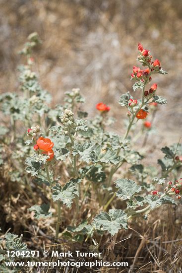 Currant-leaved Globemallow