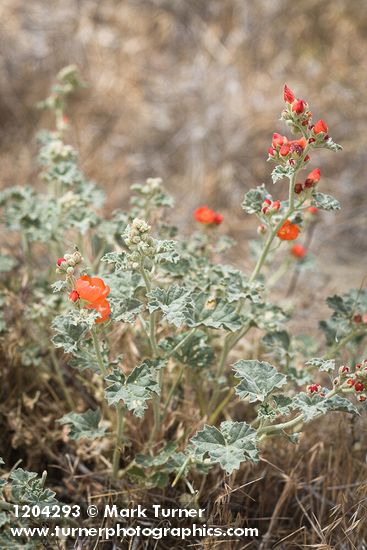 Currant-leaved Globemallow