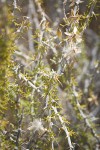 Spiny Horsebrush seed heads, foliage & twigs