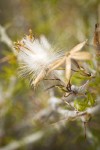 Spiny Horsebrush seed head detail