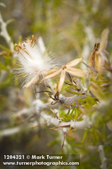 Spiny Horsebrush seed head detail