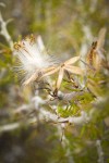 Spiny Horsebrush seed head detail