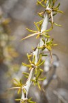 Spiny Horsebrush foliage & spines detail