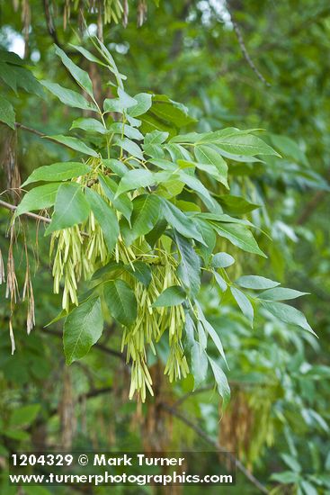 Oregon Ash samaras among foliage