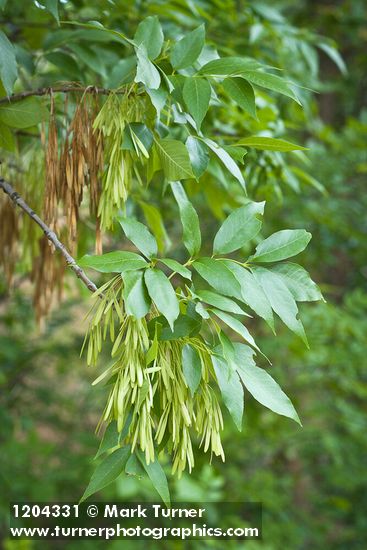 Oregon Ash samaras among foliage