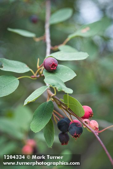 Serviceberry fruit among foliage
