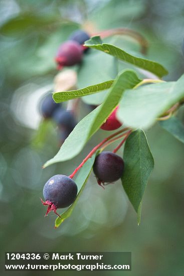 Serviceberry fruit among foliage