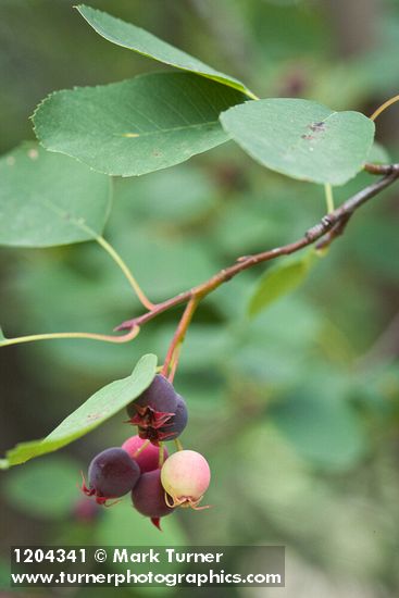 Serviceberry fruit among foliage