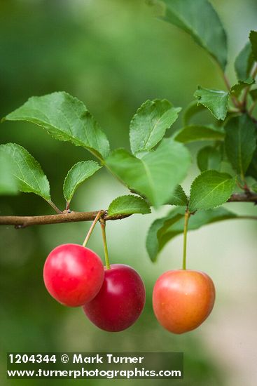 Cherry Plum fruit among foliage
