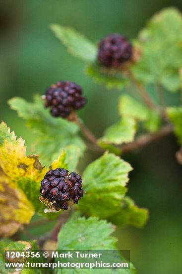Barton's Raspberry fruit among foliage