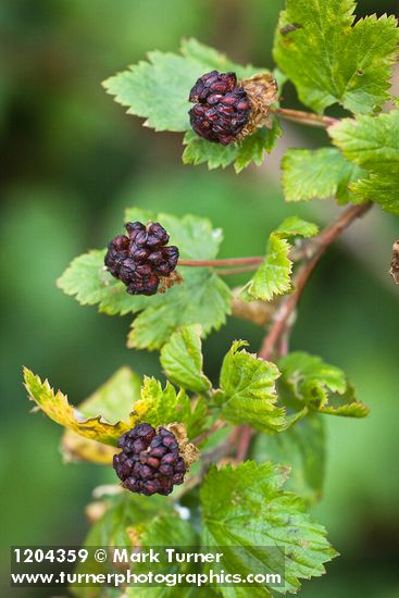 Barton's Raspberry fruit among foliage