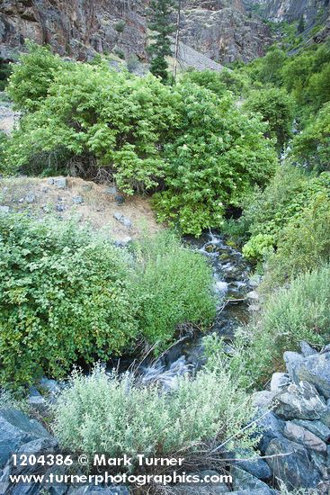 Barton's Raspberry, Blue Elderberry, Artemisia at mouth of Sawpit creek
