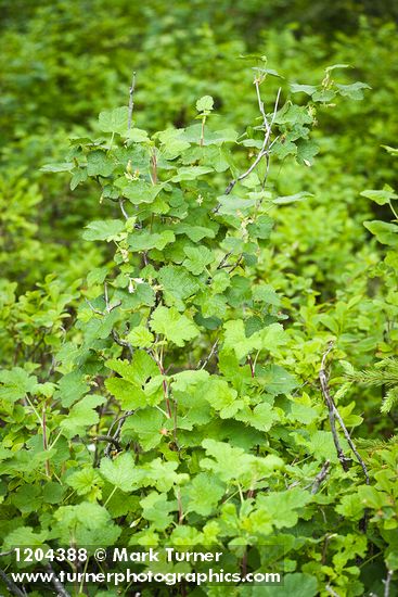 Wolf's Currant