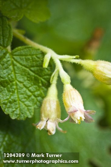 Wolf's Currant blossoms detail
