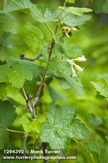 Wolf's Currant blossoms & foliage