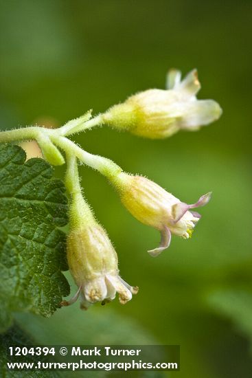 Wolf's Currant blossoms detail