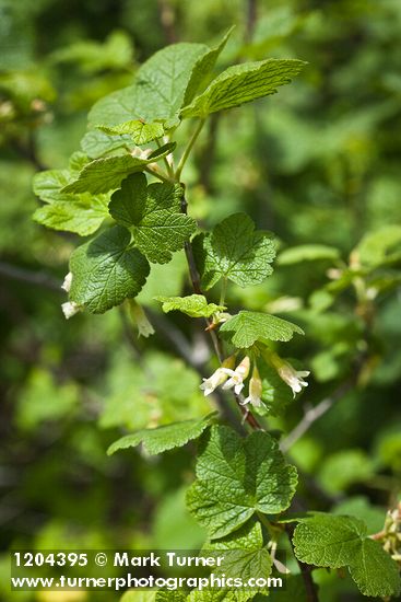 Wolf's Currant blossoms & foliage