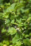 Wolf's Currant blossoms & foliage