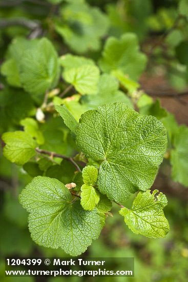 Wolf's Currant foliage