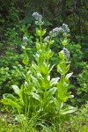 Clustered Green Gentian