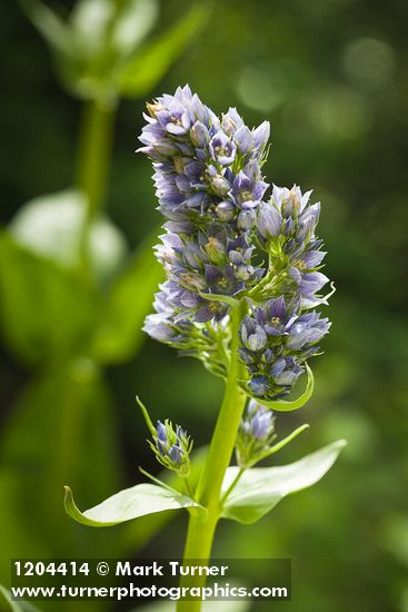 Clustered Green Gentian blossoms