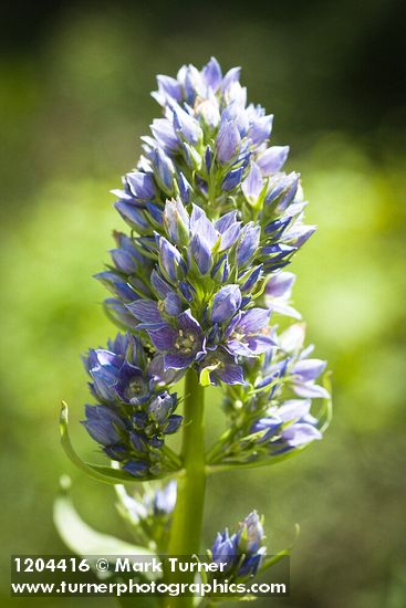 Clustered Green Gentian blossoms detail