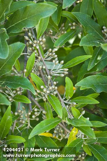 Autumn Olive immature fruit among foliage
