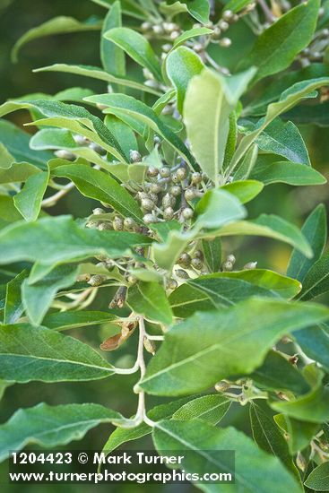 Autumn Olive immature fruit among foliage
