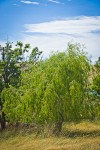 Golden Willow
