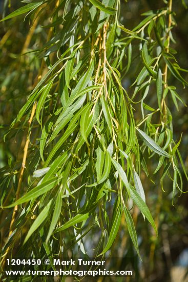 Golden Willow foliage