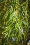 Golden Willow foliage