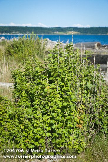 Coast Black Gooseberry bush