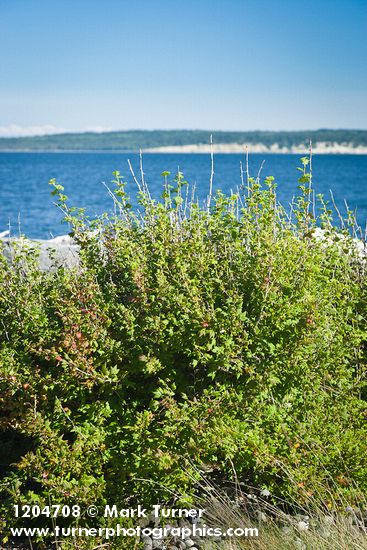 Coast Black Gooseberry bush