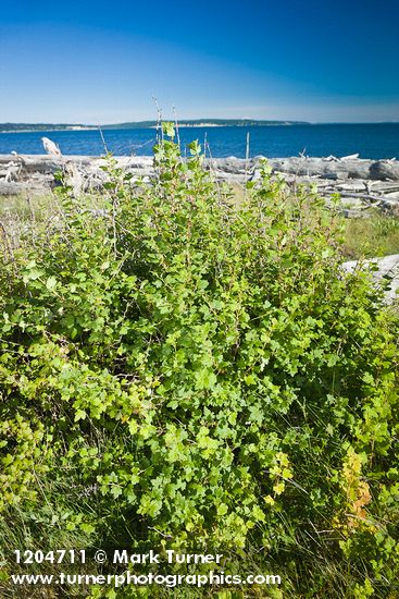 Coast Black Gooseberry bush
