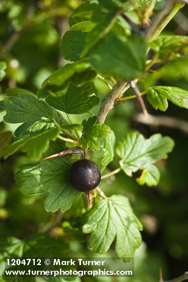 Coast Black Gooseberry fruit & foliage