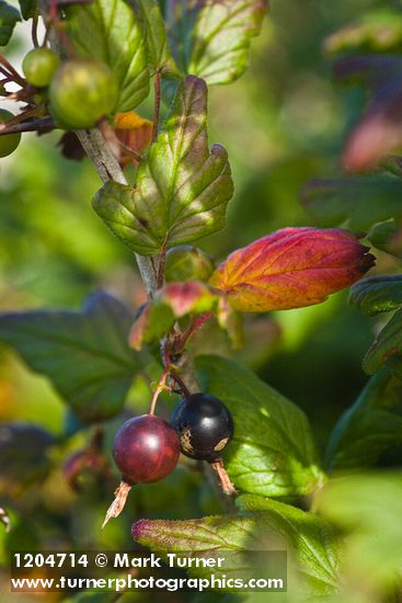 Coast Black Gooseberry fruit & foliage