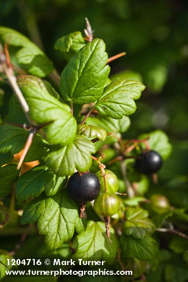 Coast Black Gooseberry fruit & foliage