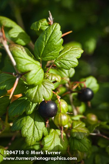 Coast Black Gooseberry fruit & foliage