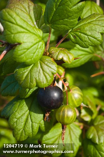 Coast Black Gooseberry fruit & foliage detail