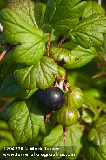 Coast Black Gooseberry fruit & foliage detail