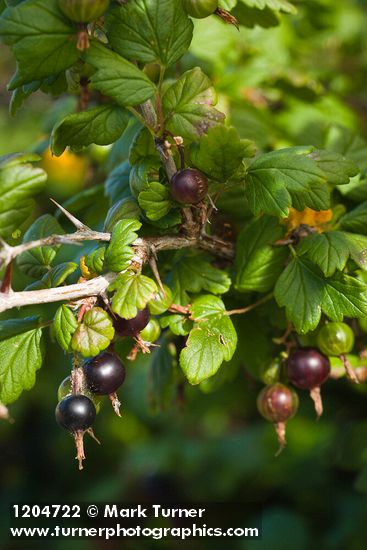 Coast Black Gooseberry fruit & foliage
