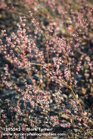Wire-stem Buckwheat