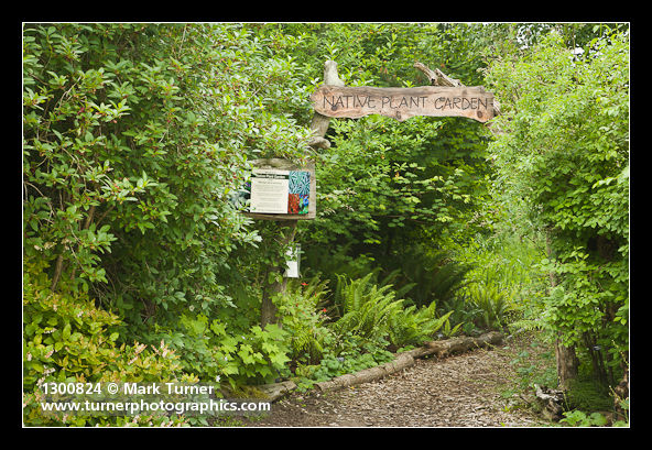 Native Plant Garden entrance path w/ Twinberry, Salal, Vine Maple, Ocean Spray, Thimbleberry, Columbine, Sword Ferns, Fringecup beside path