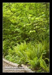 Sword Ferns, Fringecup, Columbine under Indian Plum & Vine Maple at edge of path