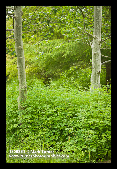 Western Meadowrue among Aspen trunks