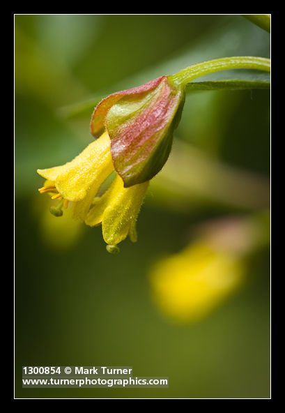 Twinberry Honeysuckle blossoms detail